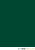 Evergreen