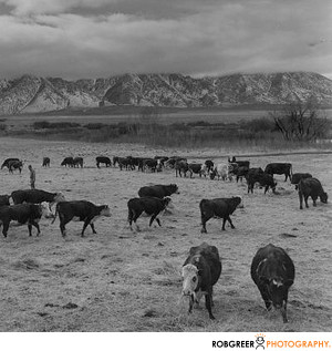 Ansel Adams Cows