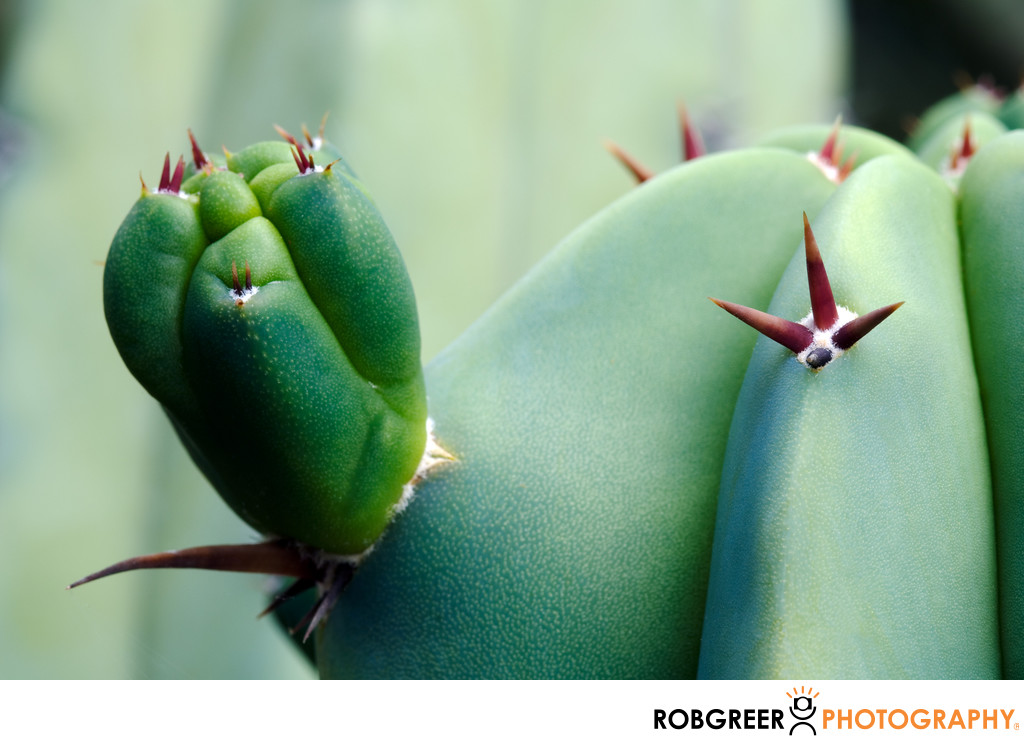Succulent Nubby with Prickly Pointers