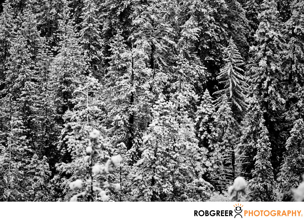 Study of Strand of Trees in Yosemite