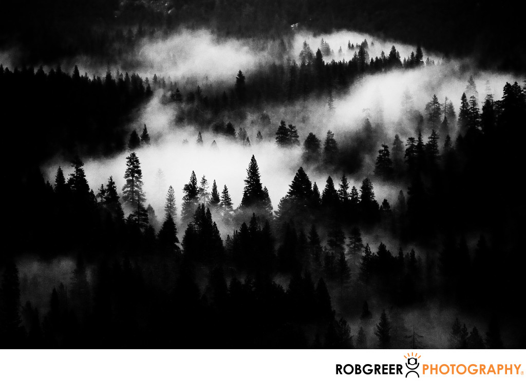 Dark View of Trees & Fog in Yosemite Valley