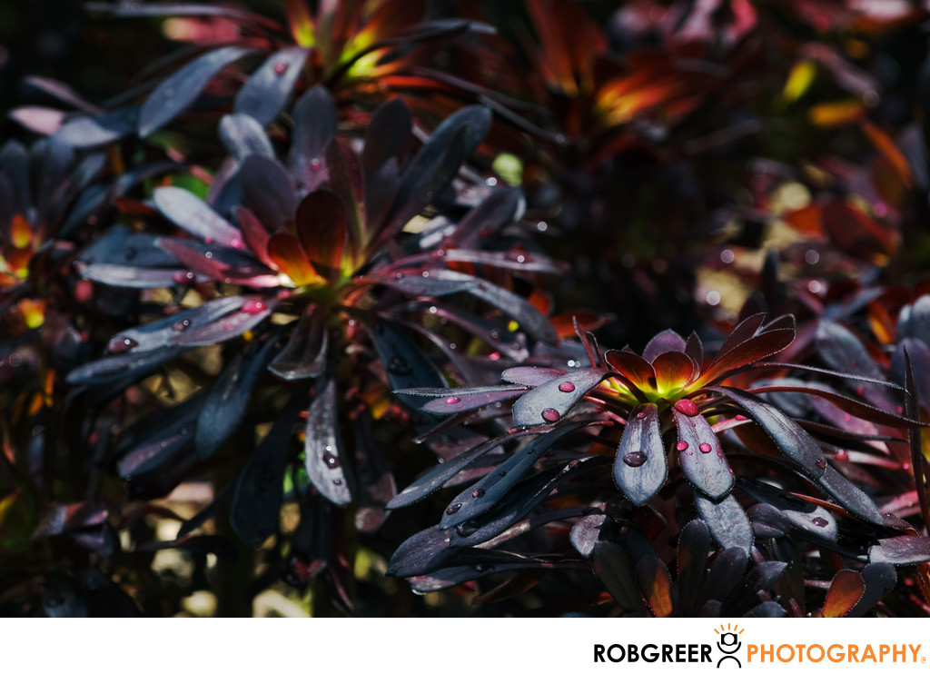 Dark Purple Succulent Study