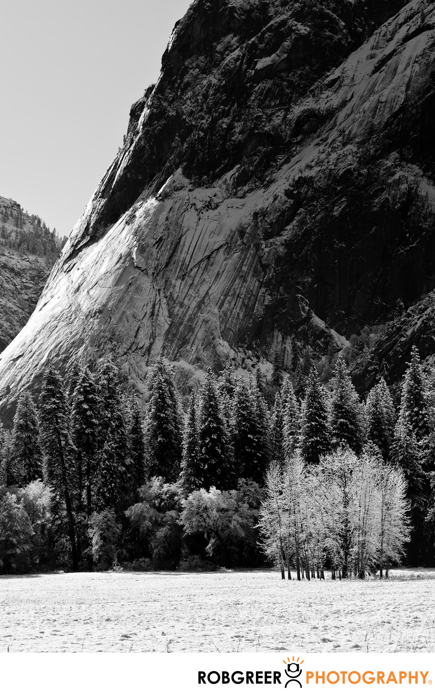 Stand of Lonely Trees in Yosemite Valley
