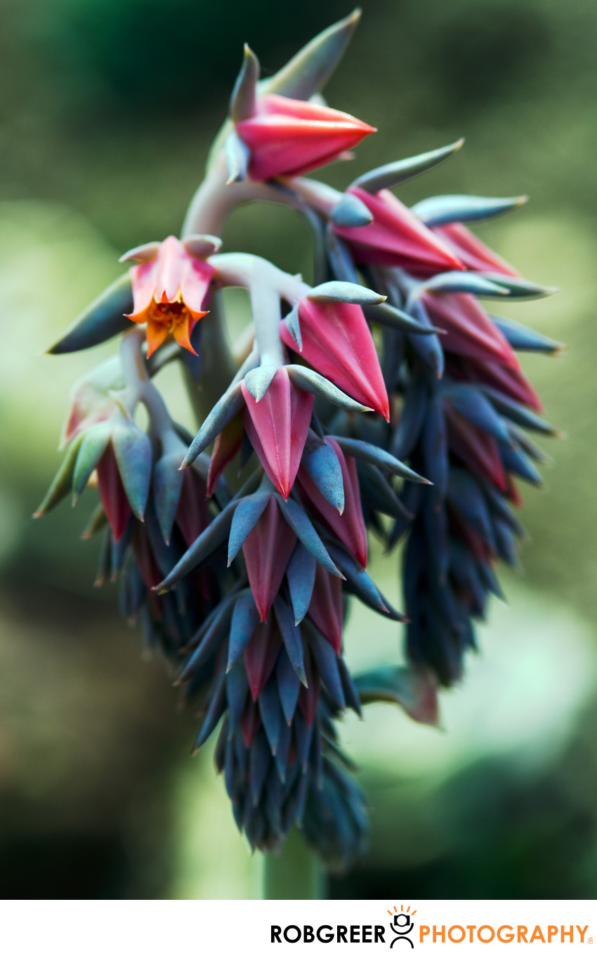 Succulent Opening Alone