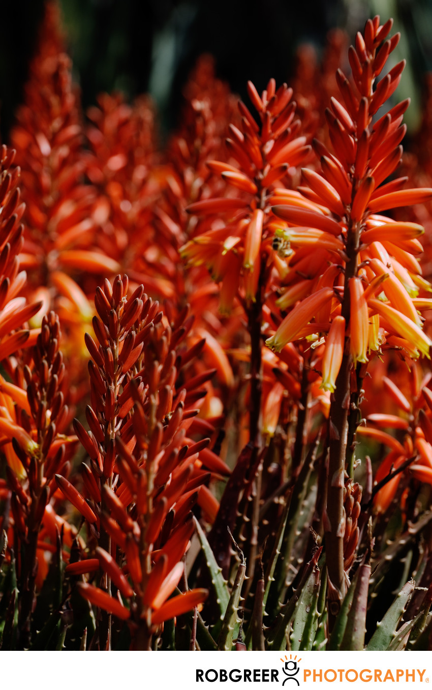 Red Blaze Forest of Burning Succulents