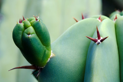 Succulent Nubby with Prickly Pointers