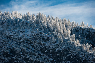 Winter Mountain Treeline in Yosemite National Park
