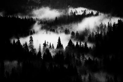 Dark View of Trees & Fog in Yosemite Valley