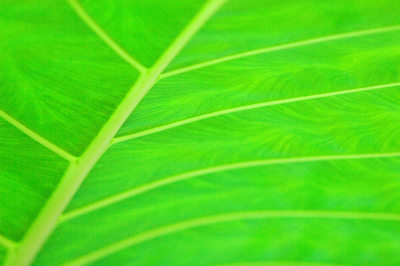 Broad Green Leafy Veins