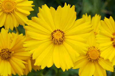 Yellow Daffodils Center Sunshine