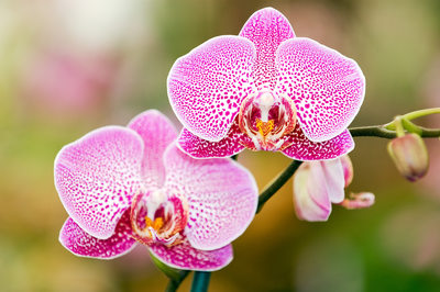 Pink Orchid Spray Floating Happily