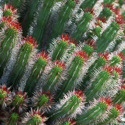 Red Topped Cacti in Botanical Gardens