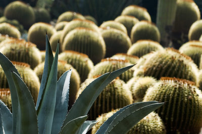 Round Top Cacti Forward Succulent