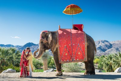 Elephants at Wedding in West Bengal: Bride and Groom Flee on Bike After Herd  of Jumbos Turns Up as 'Uninvited Guests' at Ceremony