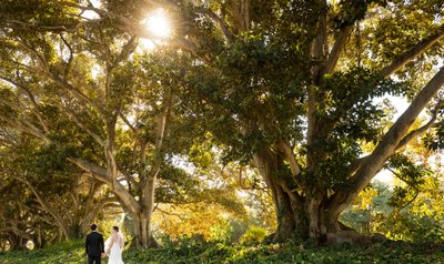 Bride & Groom Walking: Outdoor Oak Trees