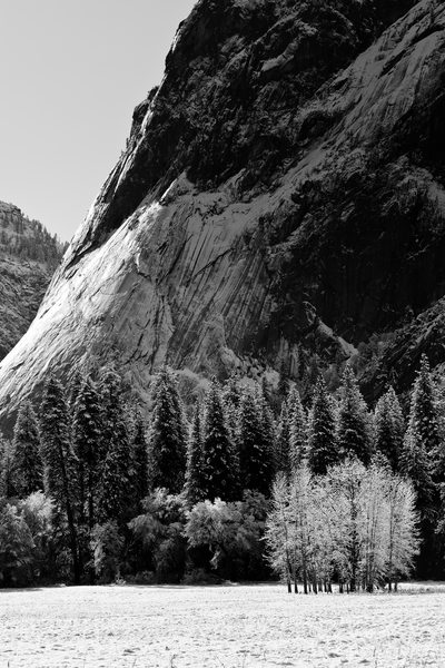 Stand of Lonely Trees in Yosemite Valley