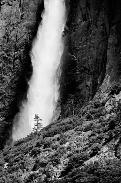 Tree Framed by Yosemite Falls