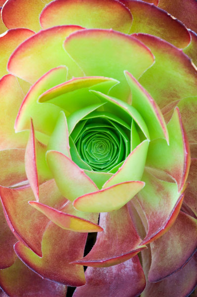 Succulent Center Round Red & Green