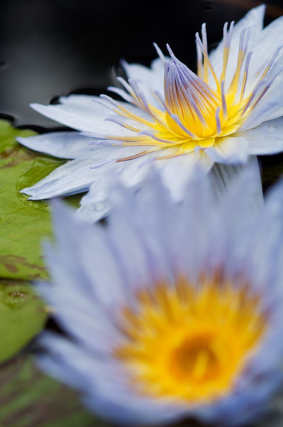 Water Lily Yellow Centered Purple 