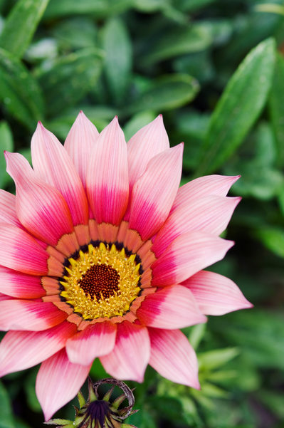 Pink Passion Bloom Opens to the World
