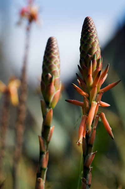 Succulent Cones Exploding in the Morning