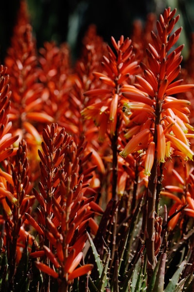 Red Blaze Forest of Burning Succulents