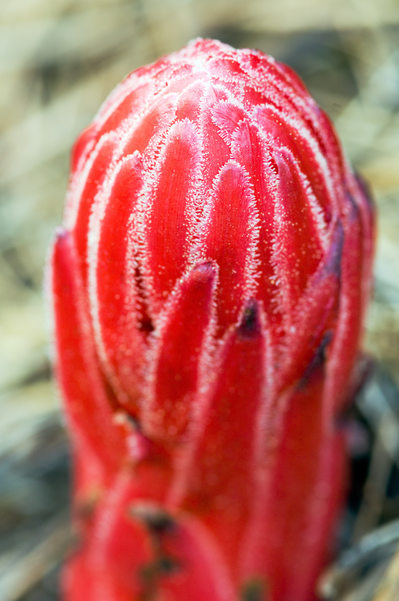Rare Red Flora Peeks from the Forest Floor